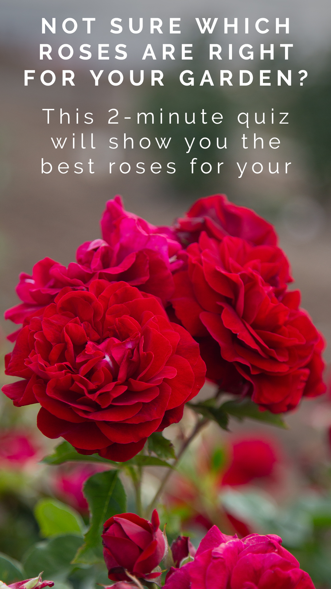 Heirloom Roses Facebook ad