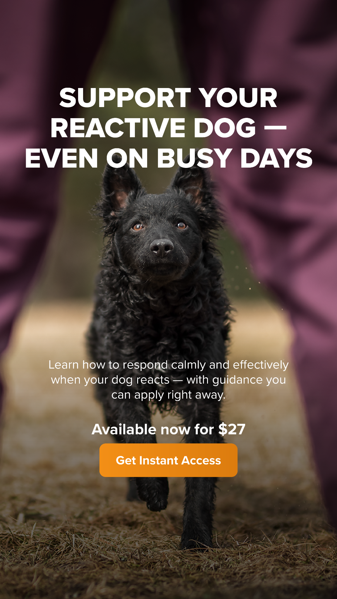 SpiritDog Training Facebook ad