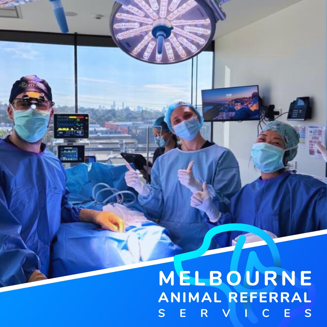 Melbourne Animal Referral Services Facebook ad
