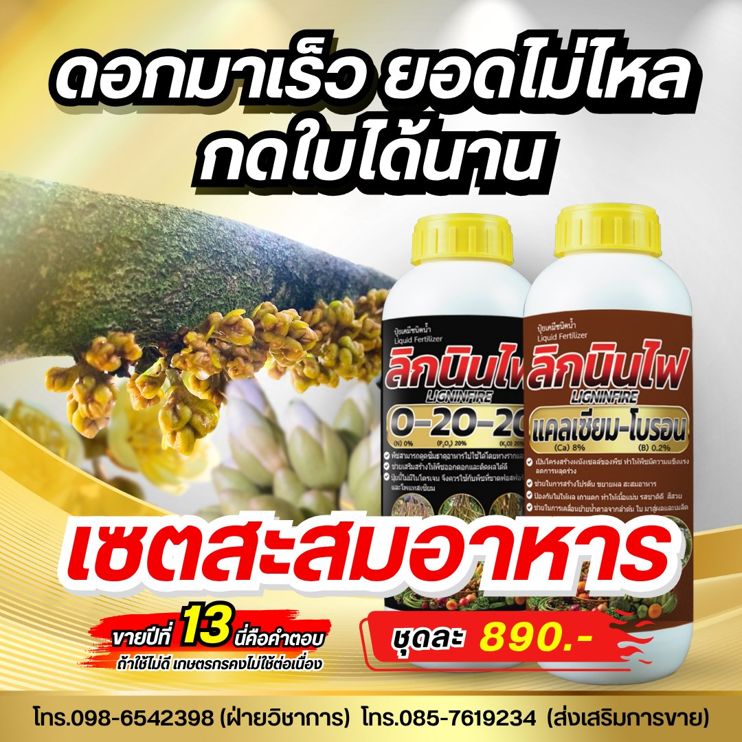 ปุ๋ยลิกนินไฟ สำนักงานใหญ่ Facebook ad: สะสมอาหาร ต้อง ปุ๋ยลิกนินไฟ