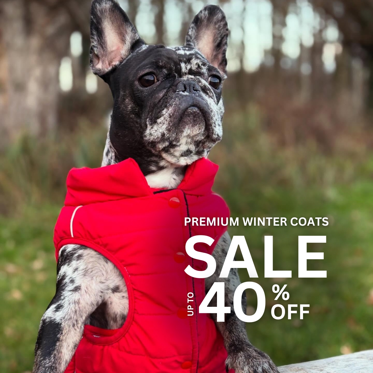 Spark Paws Facebook ad