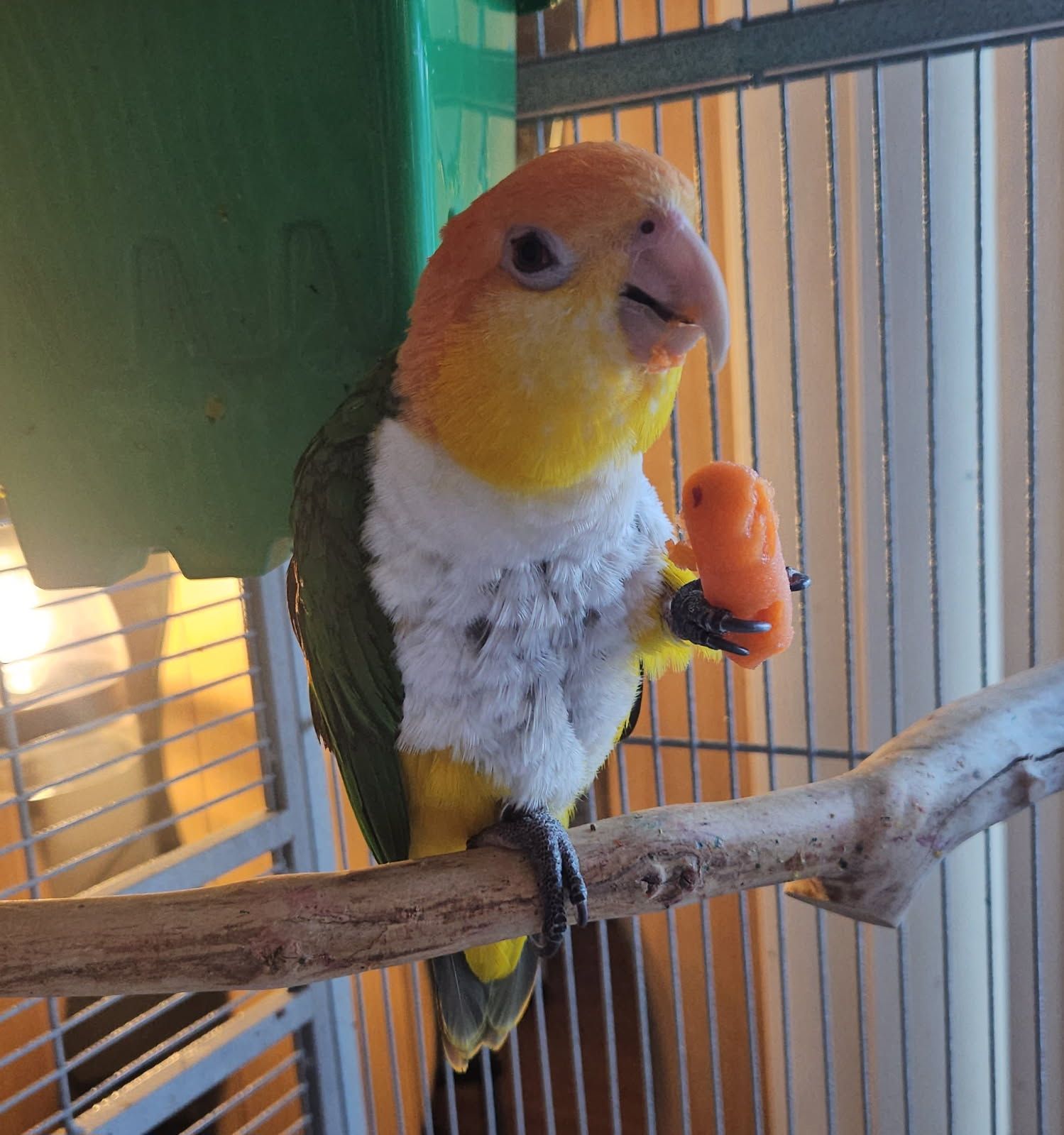 Cs' Birds & Exotic Fairs Facebook ad