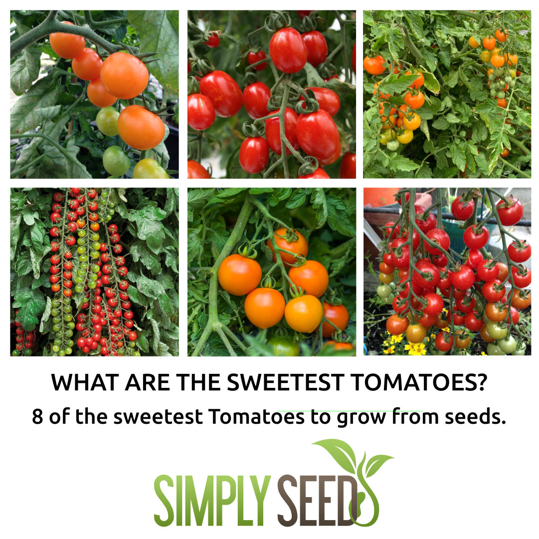 SimplySeed Facebook ad: What are the sweetest tasting tomatoes?