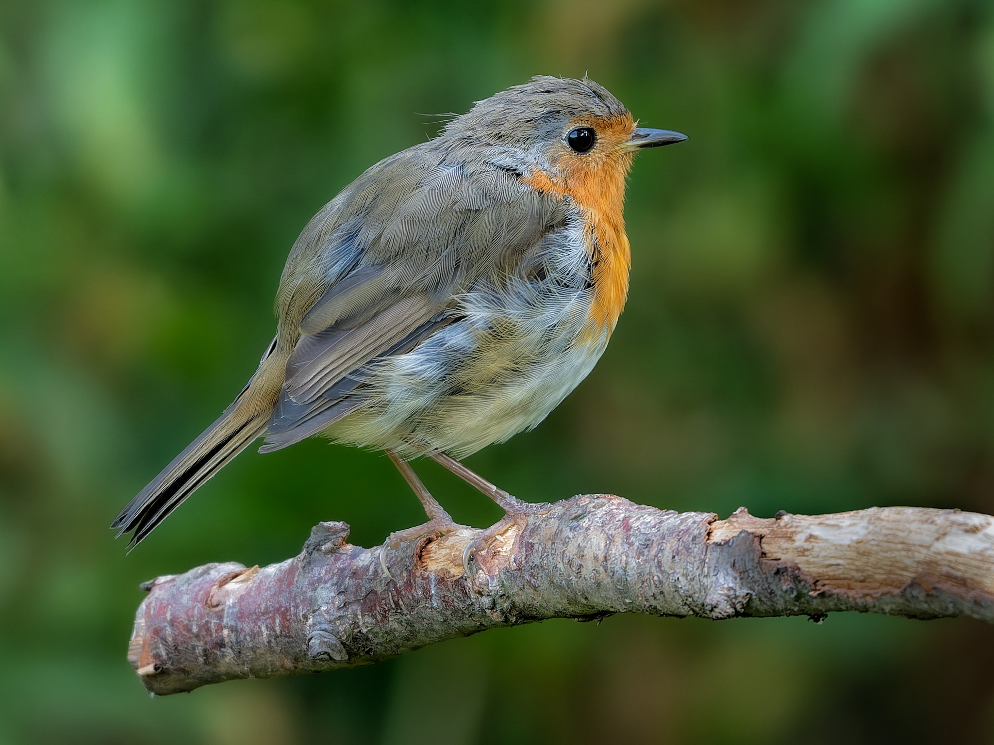 Alan Young Photography Facebook ad: British Wildlife & Bird Photography by Alan Young | East…