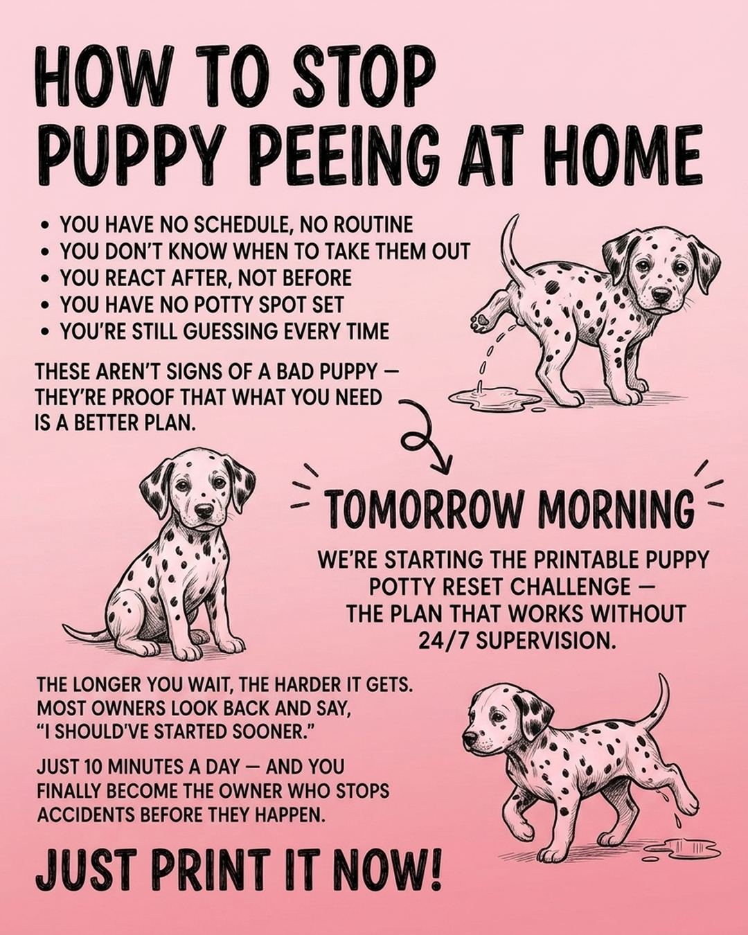 Puppy Tips for Training Facebook ad