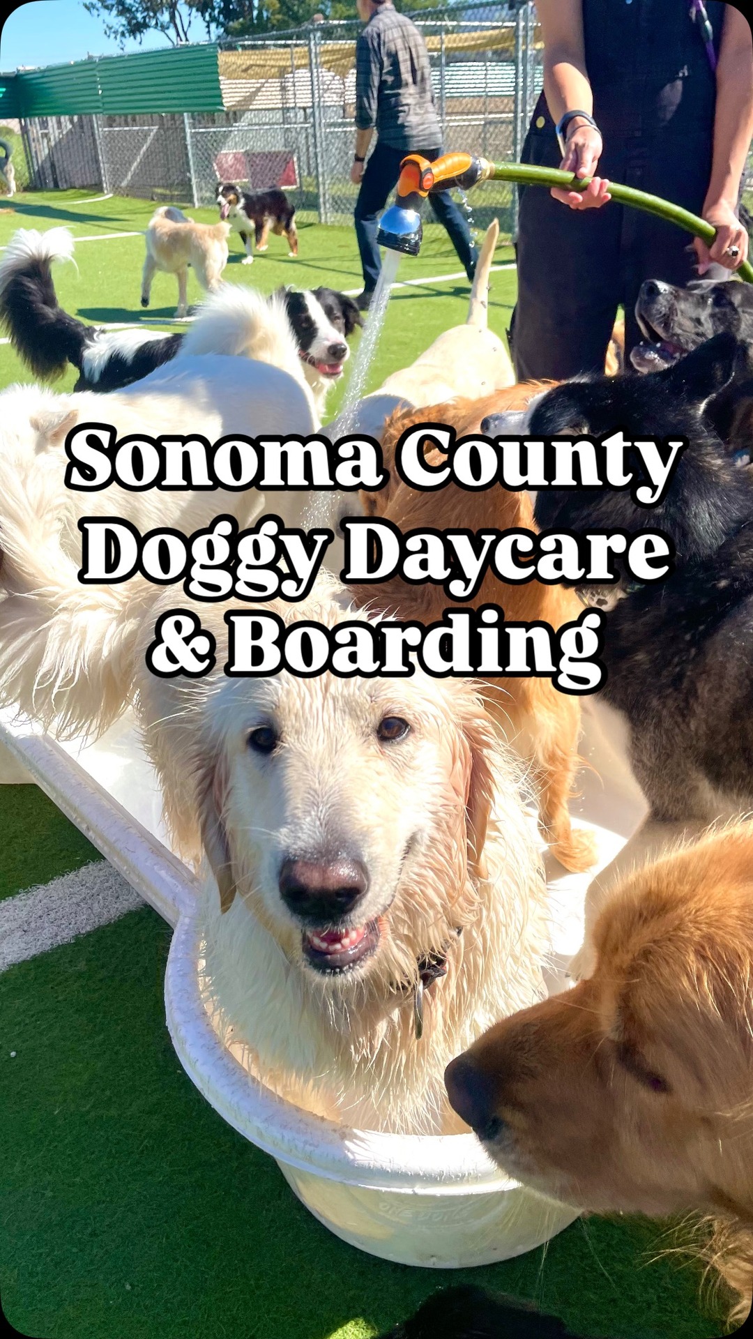 paradise.pet.resorts Facebook ad: Looking for the ULTIMATE doggy daycare and pet…