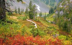 Earth-Based Institute Facebook ad: Nature-Based Life Coach Certification Program