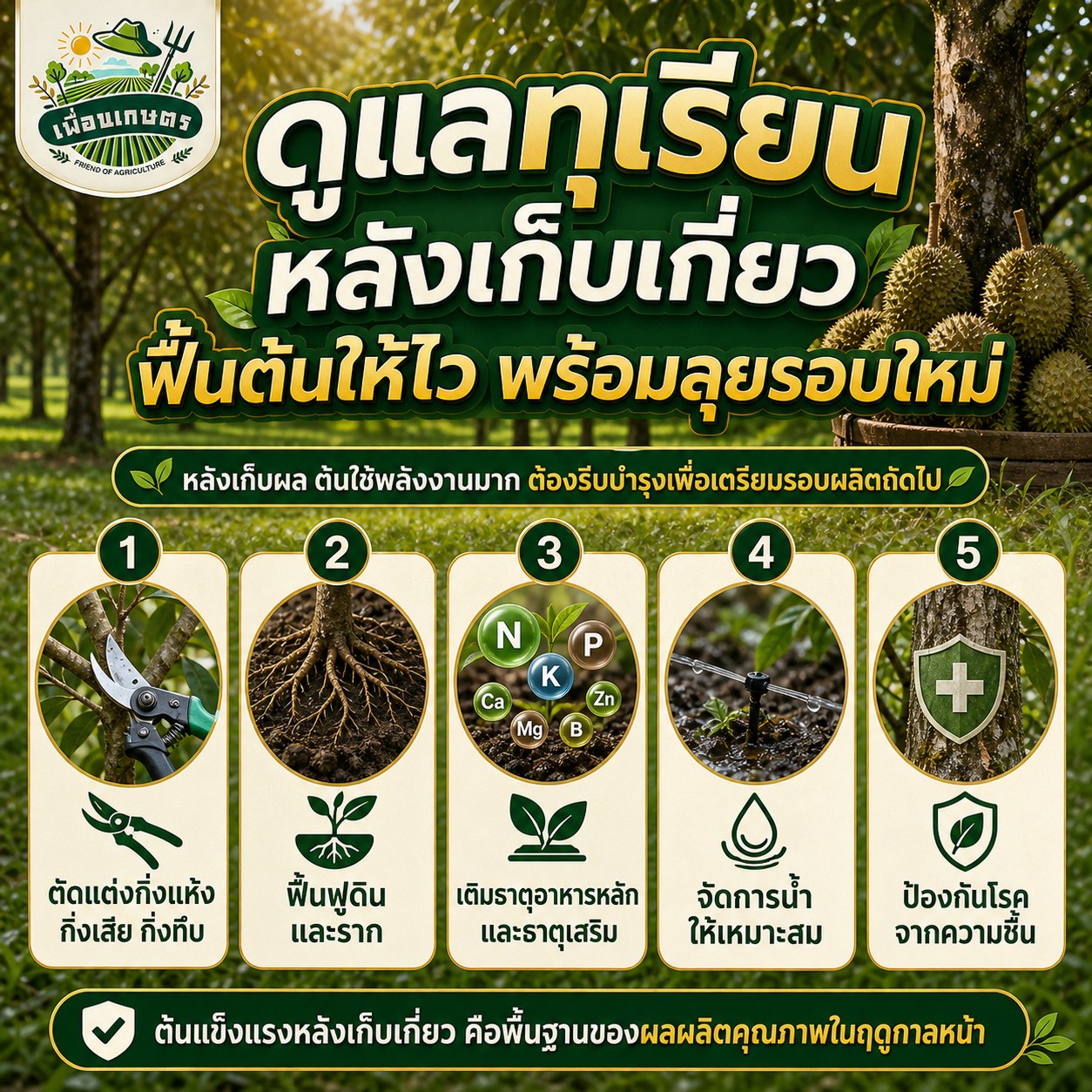 เพื่อนเกษตร Facebook ad: ดูแลทุเรียนหลังเก็บเกี่ยว ฟื้นต้นให้ไว พร้อมลุยรอบใหม่