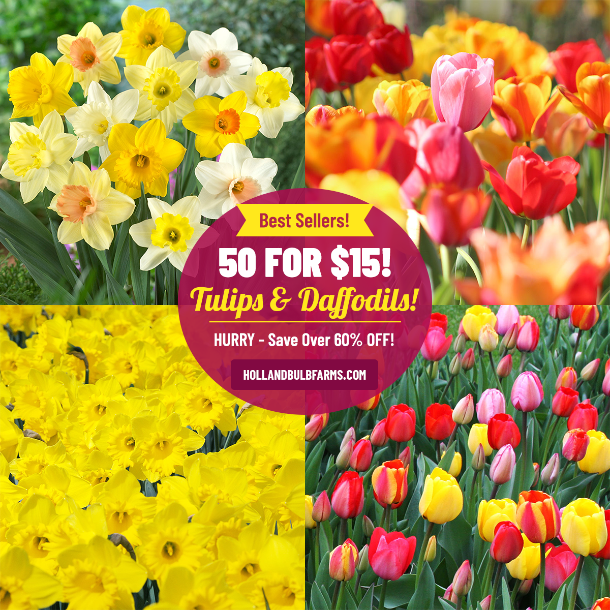 HollandBulbFarms.com Facebook ad: 50 Bulbs For ONLY $15!