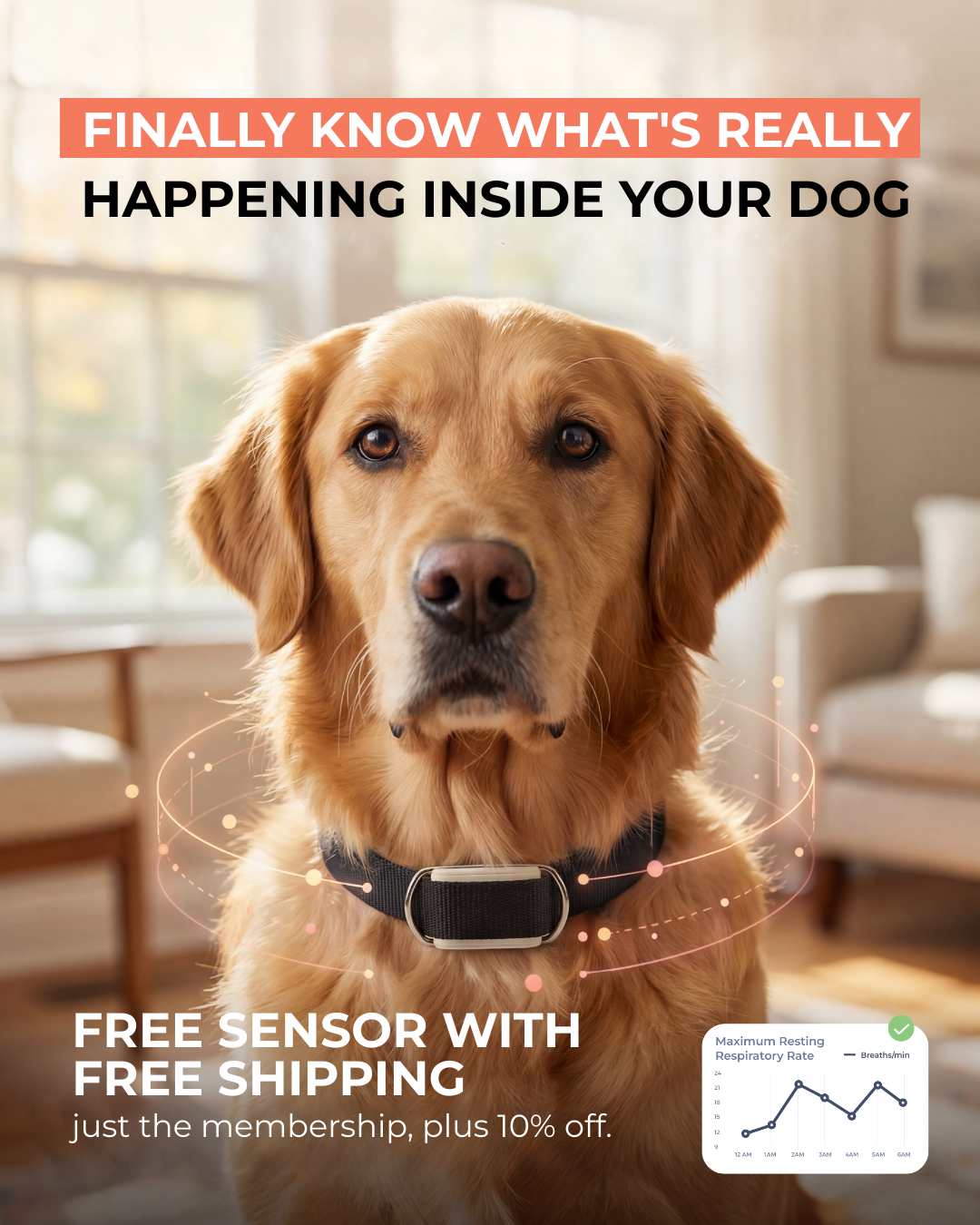 Maven Pet Facebook ad