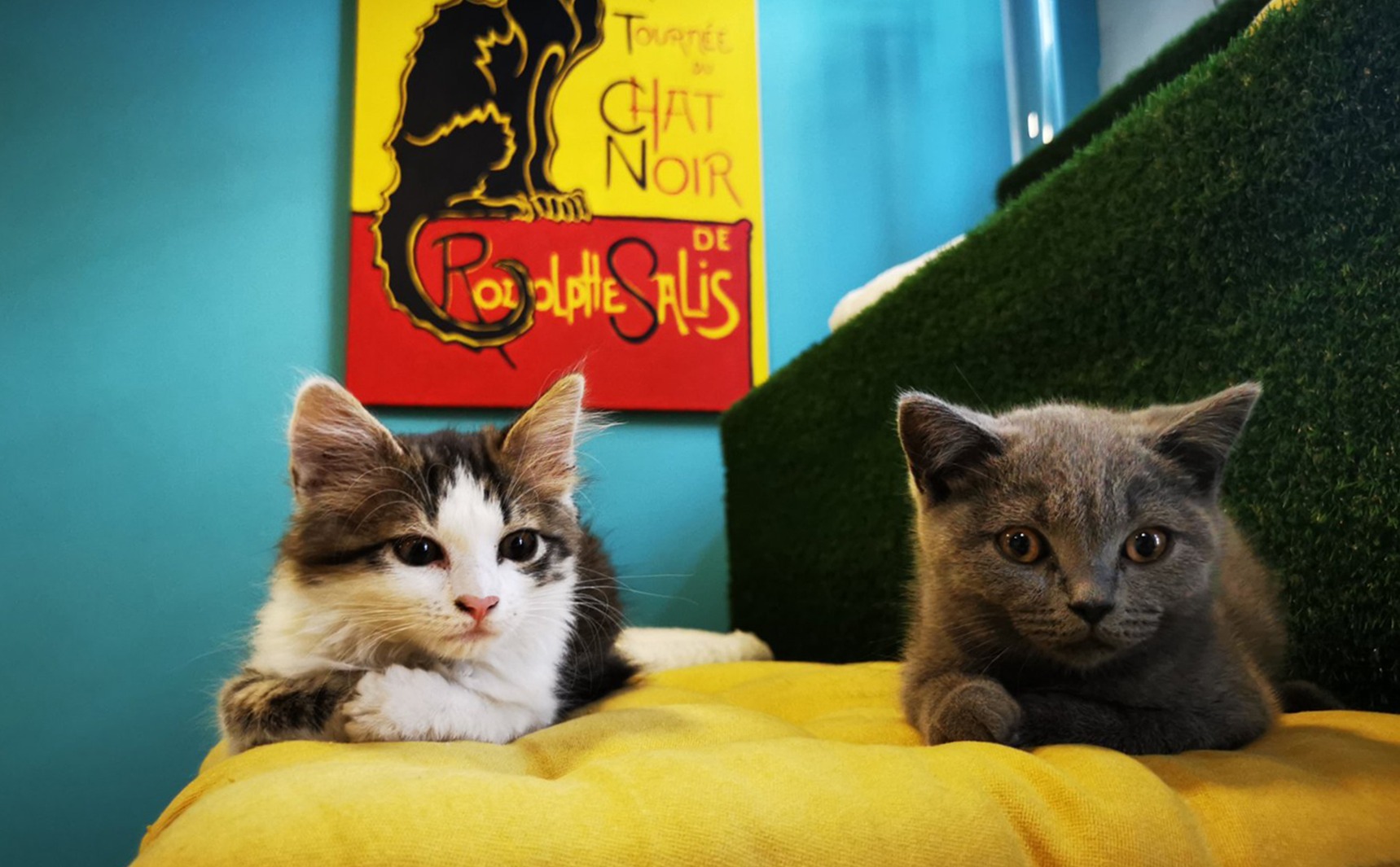 Cat Museum Budapest Facebook ad: Különleges cicák várnak Titeket egy nyugodt és lebilincselő…
