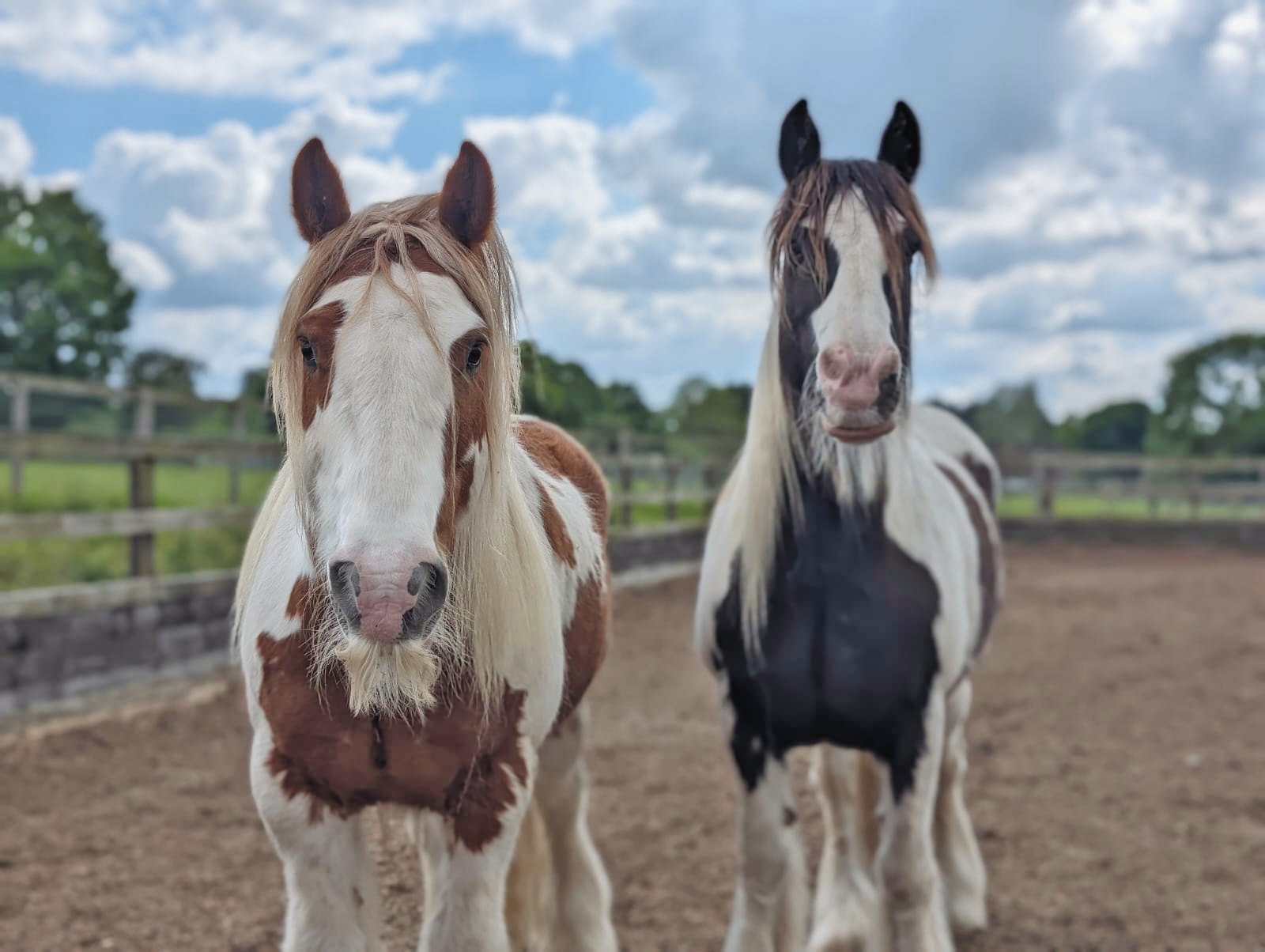 Redwings Horse Sanctuary Facebook ad: Home | Redwings Horse Sanctuary