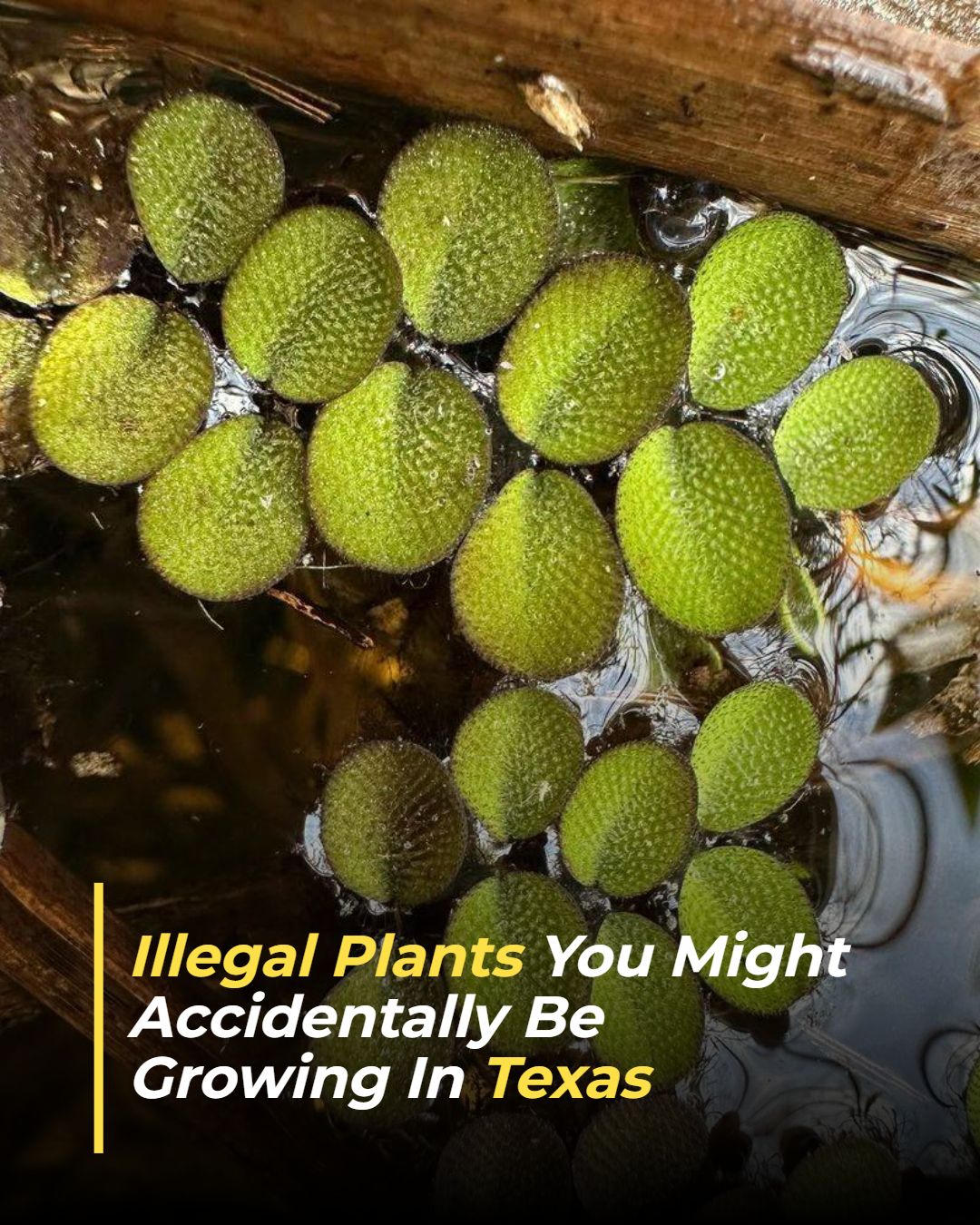 Texas Gardener Facebook ad: Illegal Plants You Might Accidentally Be Growing In Texas
