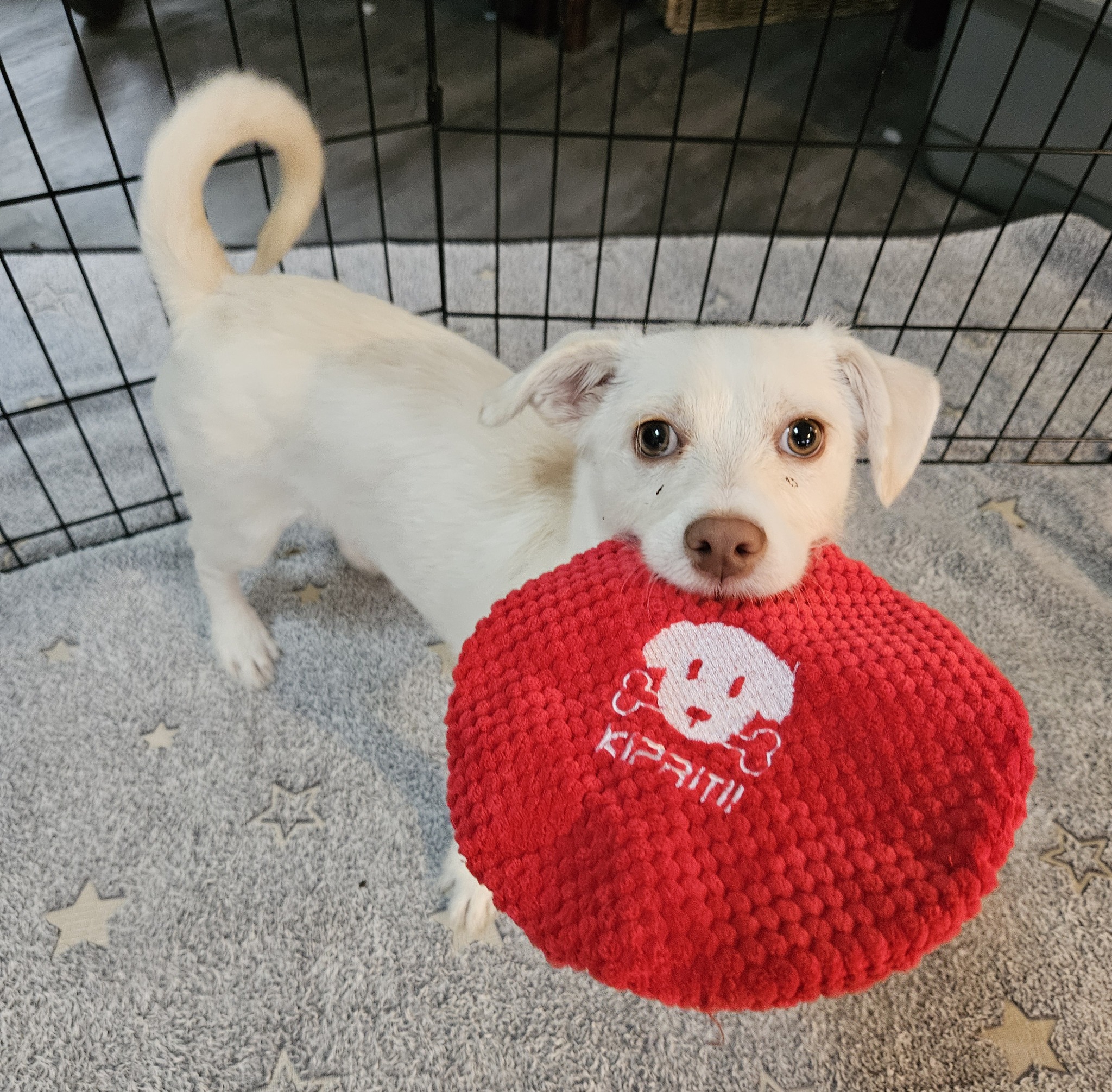Motley Zoo Animal Rescue Facebook ad: Dog Training Seminar for Fosters (and potential foster)…