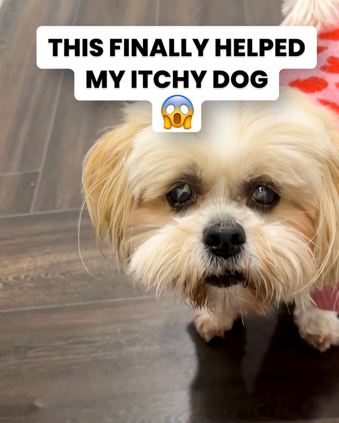 PetLab Co. Facebook ad: Never Ignore Your Dog's Itching - Here's Why.