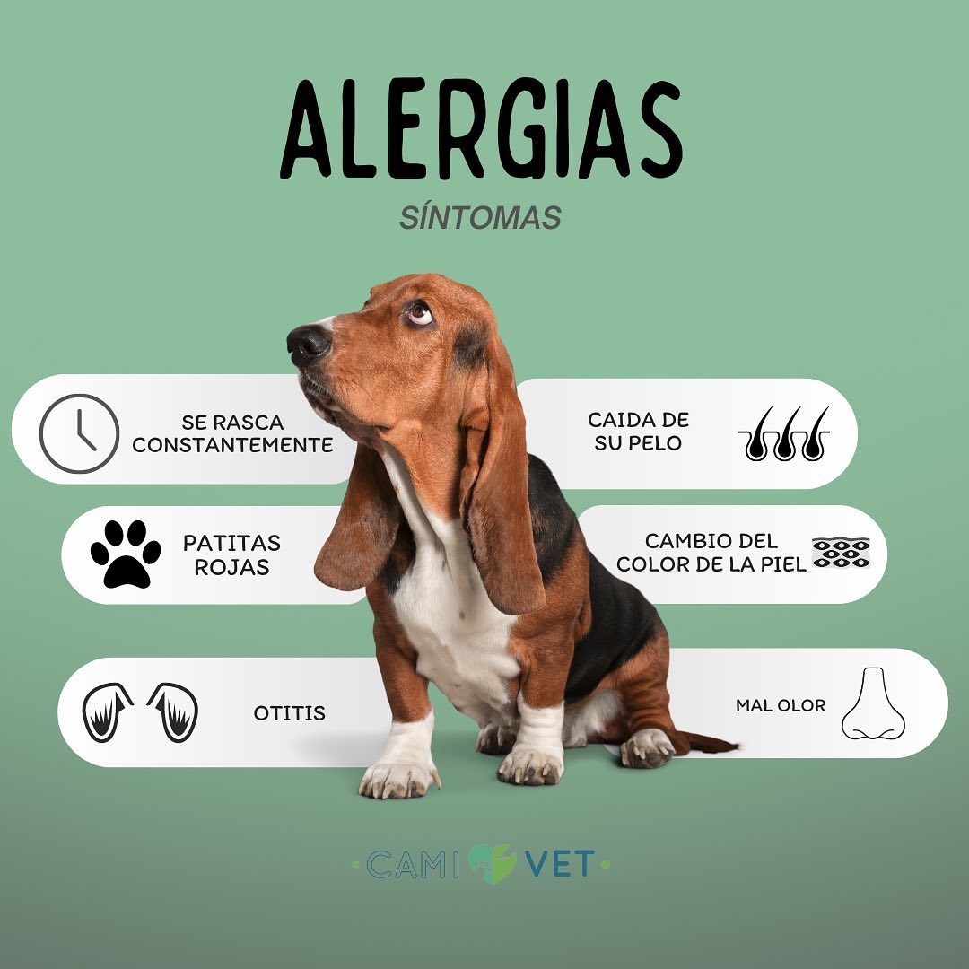Cami Vet Facebook ad: ¿Sabías que algunos signos de alergia en tu…