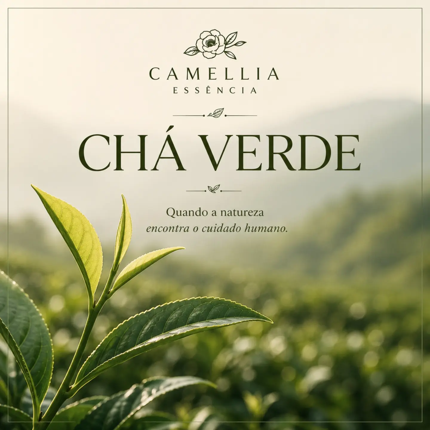 Camellia Essência Facebook ad: Todos os chás verdadeiros nascem da mesma planta.