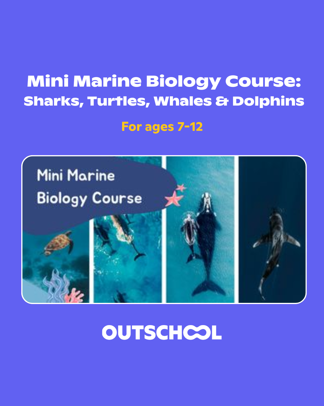 Outschool Facebook ad: Explore marine life with Curiosity