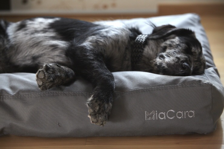 1stdogcafe Facebook ad