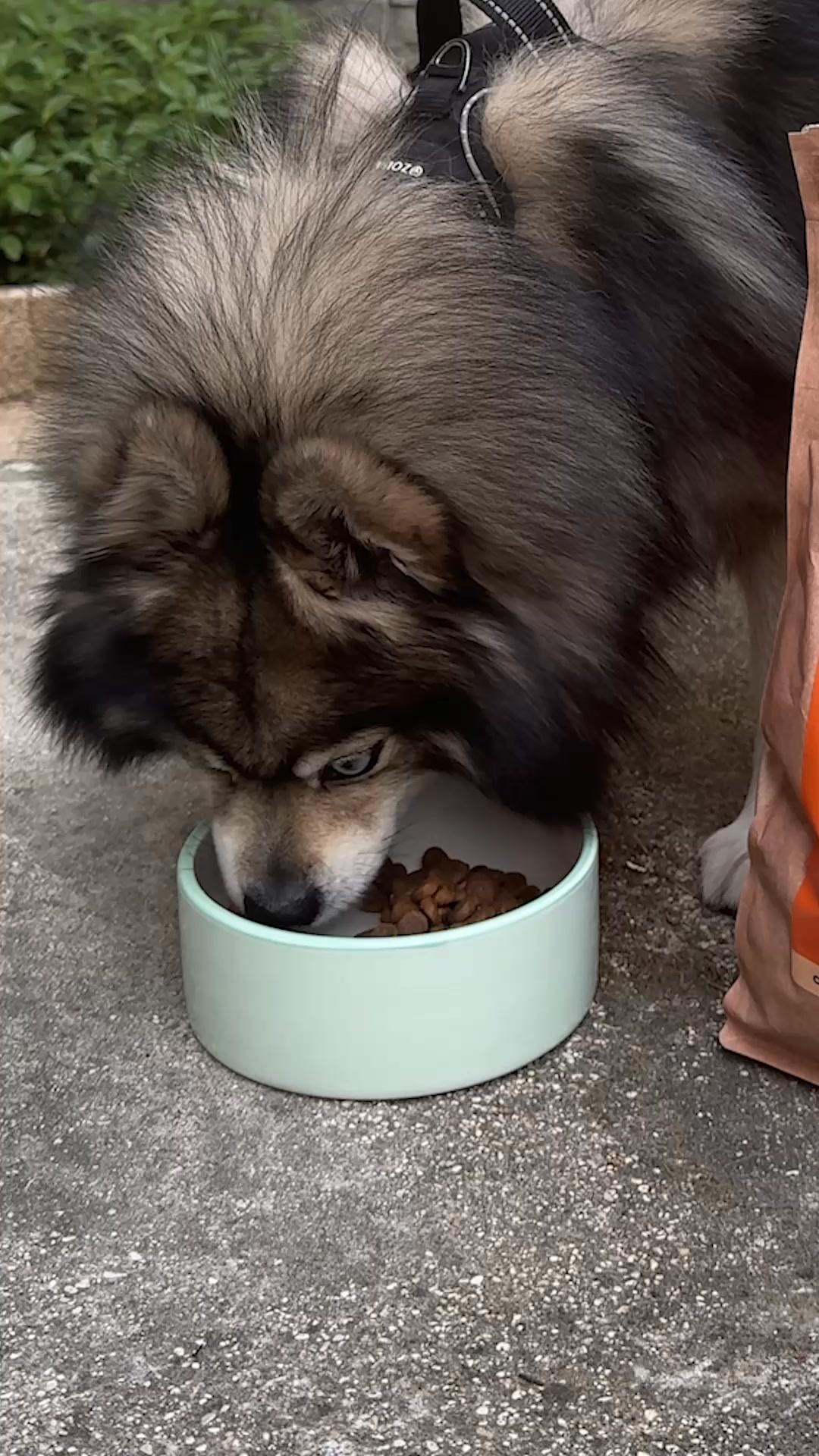 Franklin Pet Food Facebook ad: Le goût qui fait la différence