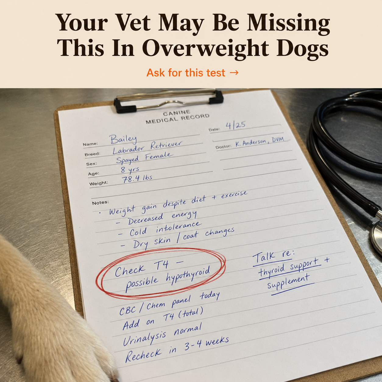 Dog Health & Longevity Facebook ad