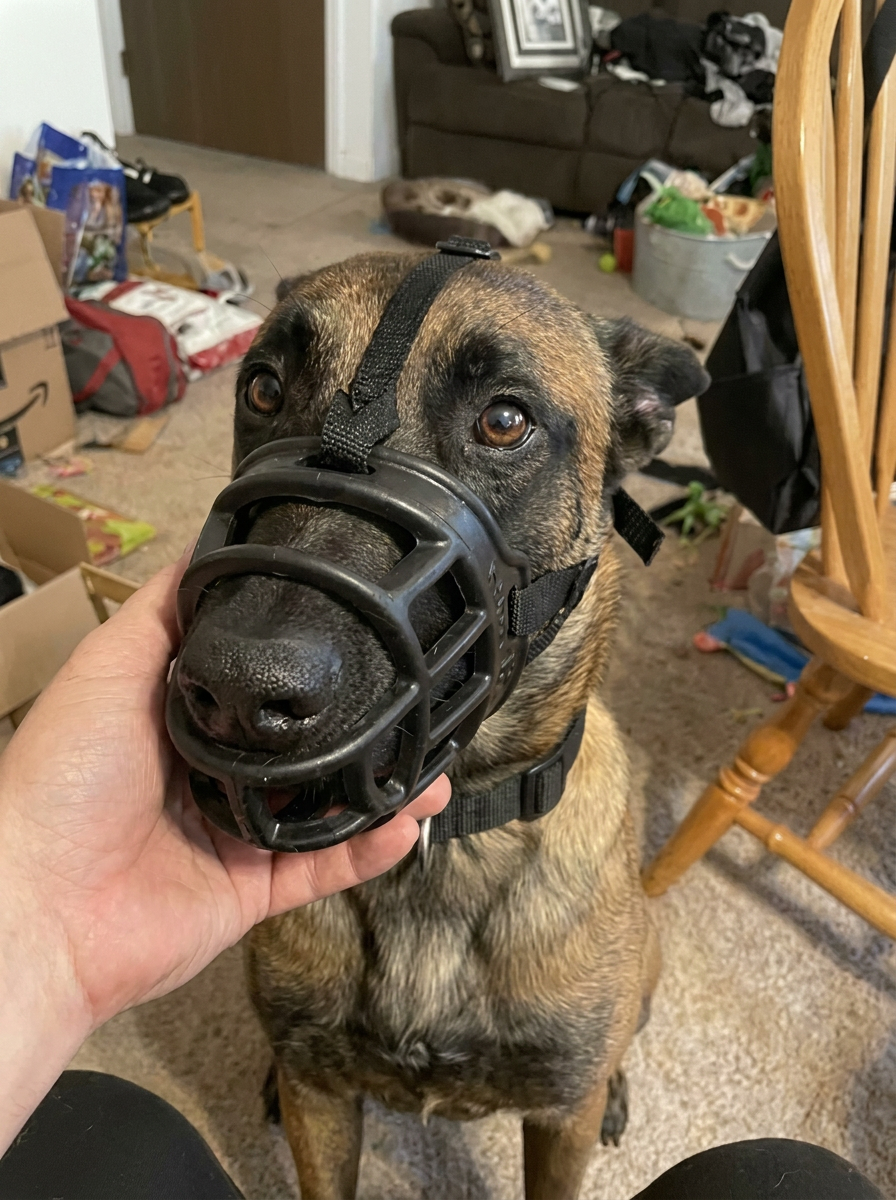 Lakeview Animal Hospital Facebook ad: 79% of reactive dogs in training had this gut issue. Three…