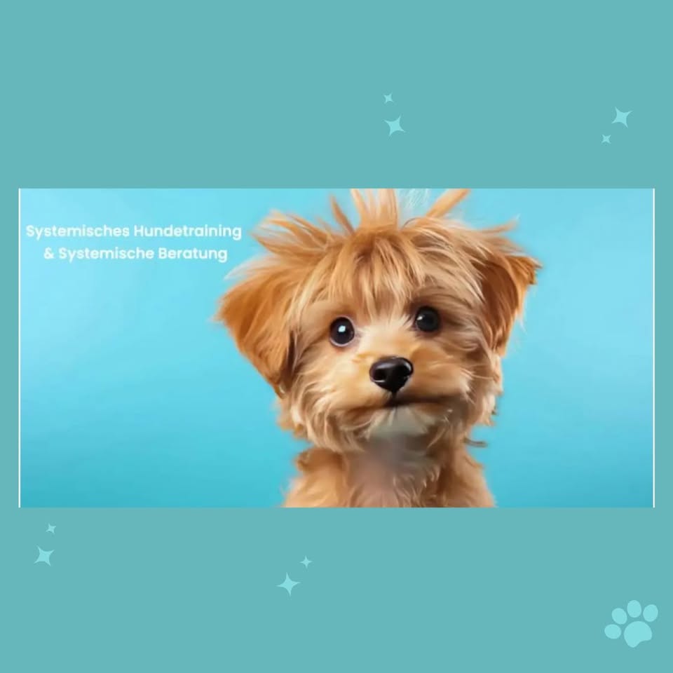 Hundeschule in Celle Facebook ad from Feb 24, 2026