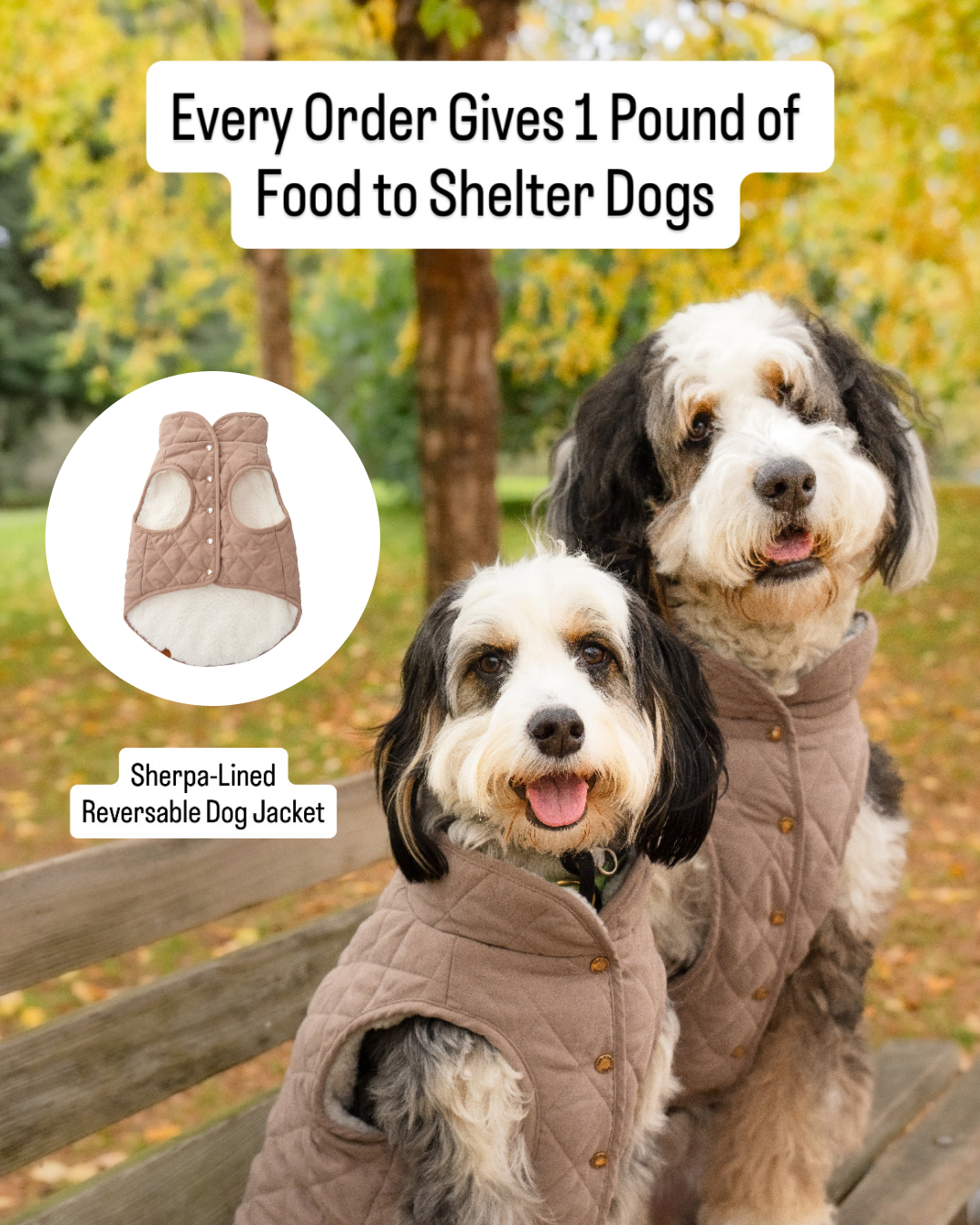 The Foggy Dog Facebook ad