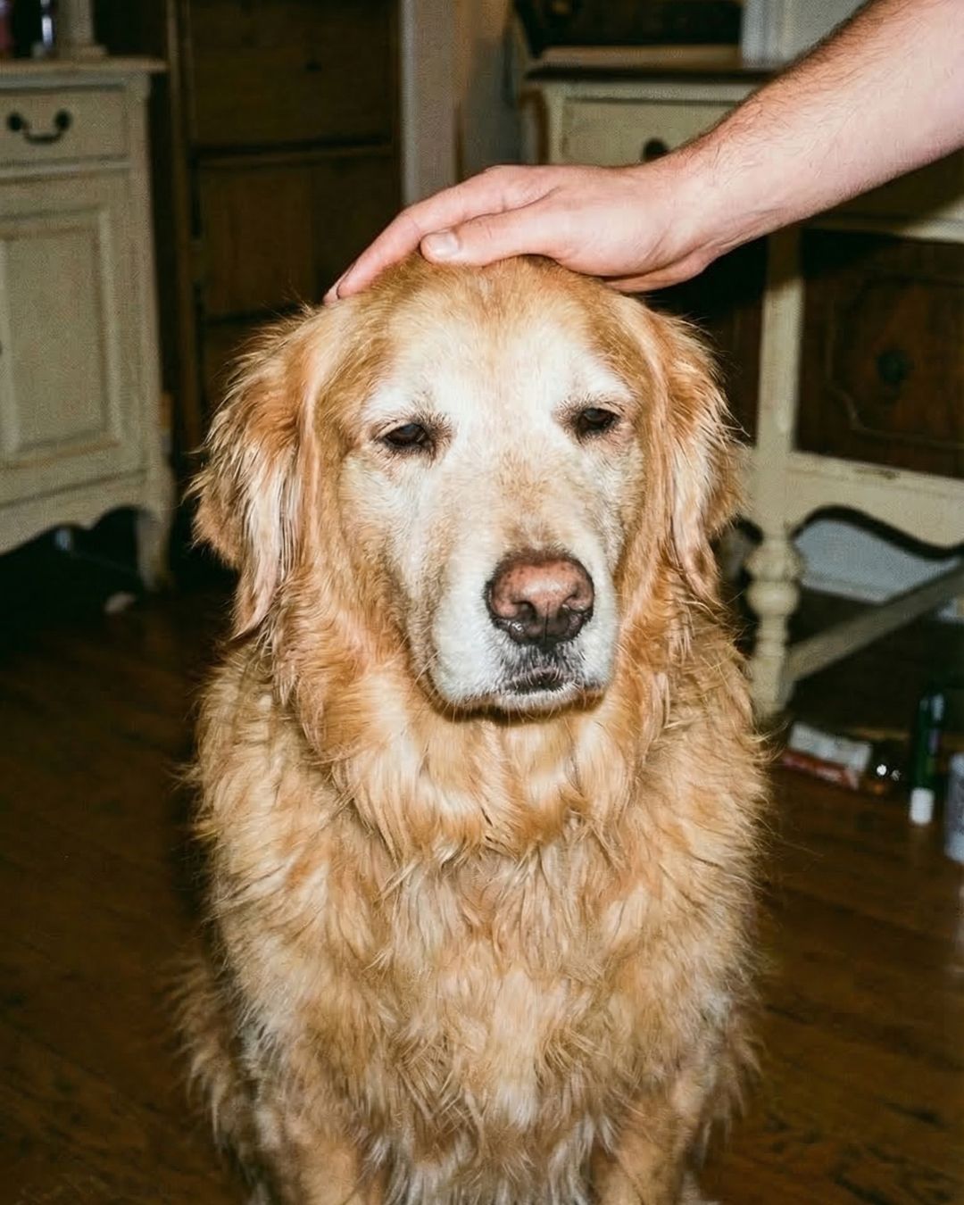 Dog Health Tips Facebook ad
