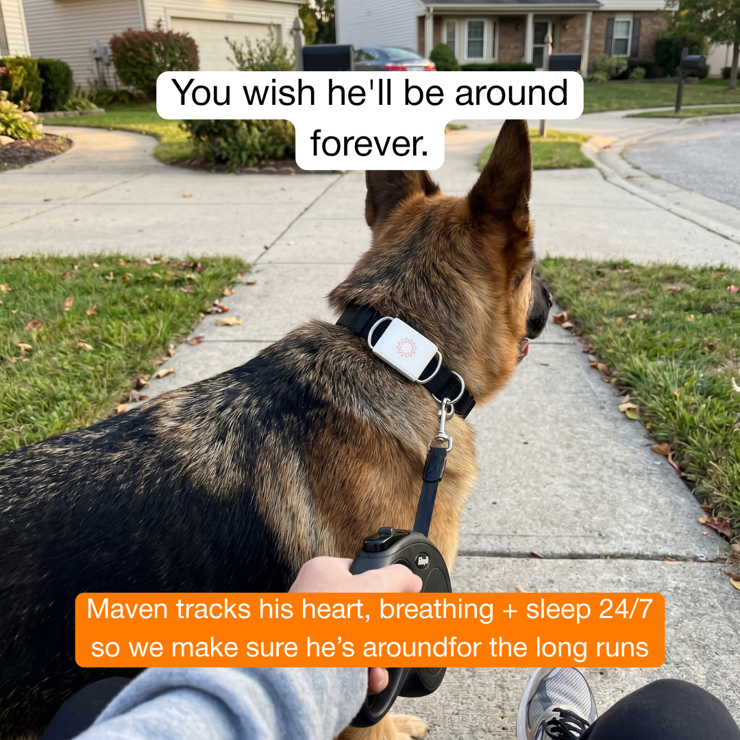 Maven Pet Facebook ad