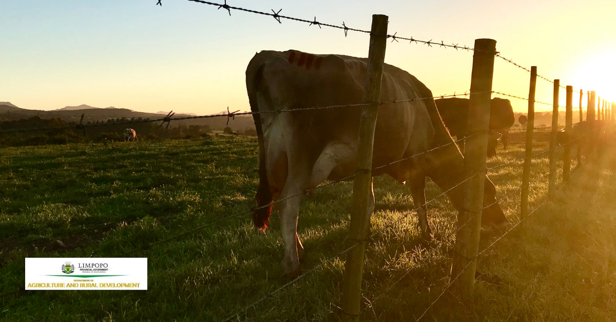 Sibasa State Veternarian Facebook ad: Agriculture Lephalale