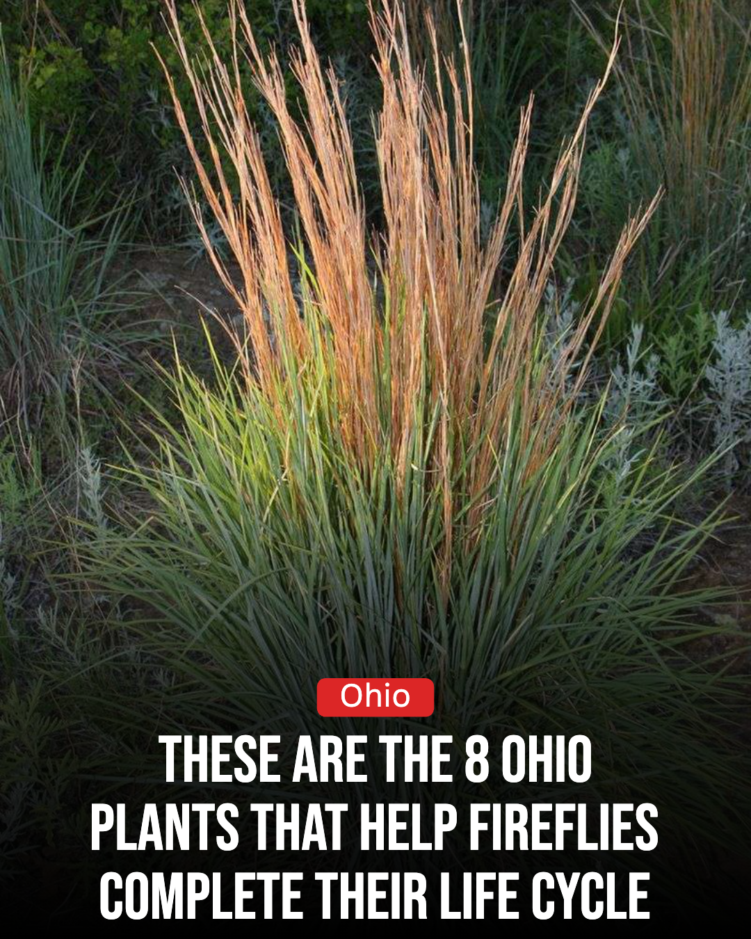 Ohio Gardener Facebook ad: These Are The 8 Ohio Plants That Help Fireflies Complete…