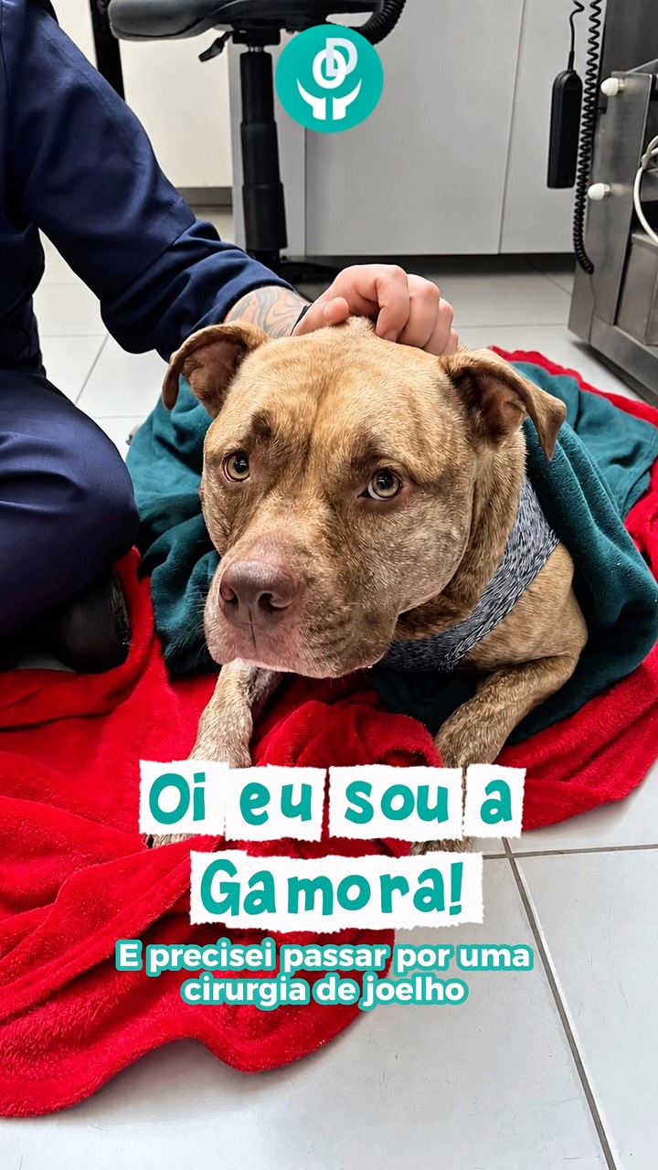 Ortoderm Ortopedia e Dermatologia Veterinária Facebook ad: Agende uma consulta para o seu pet em São Paulo