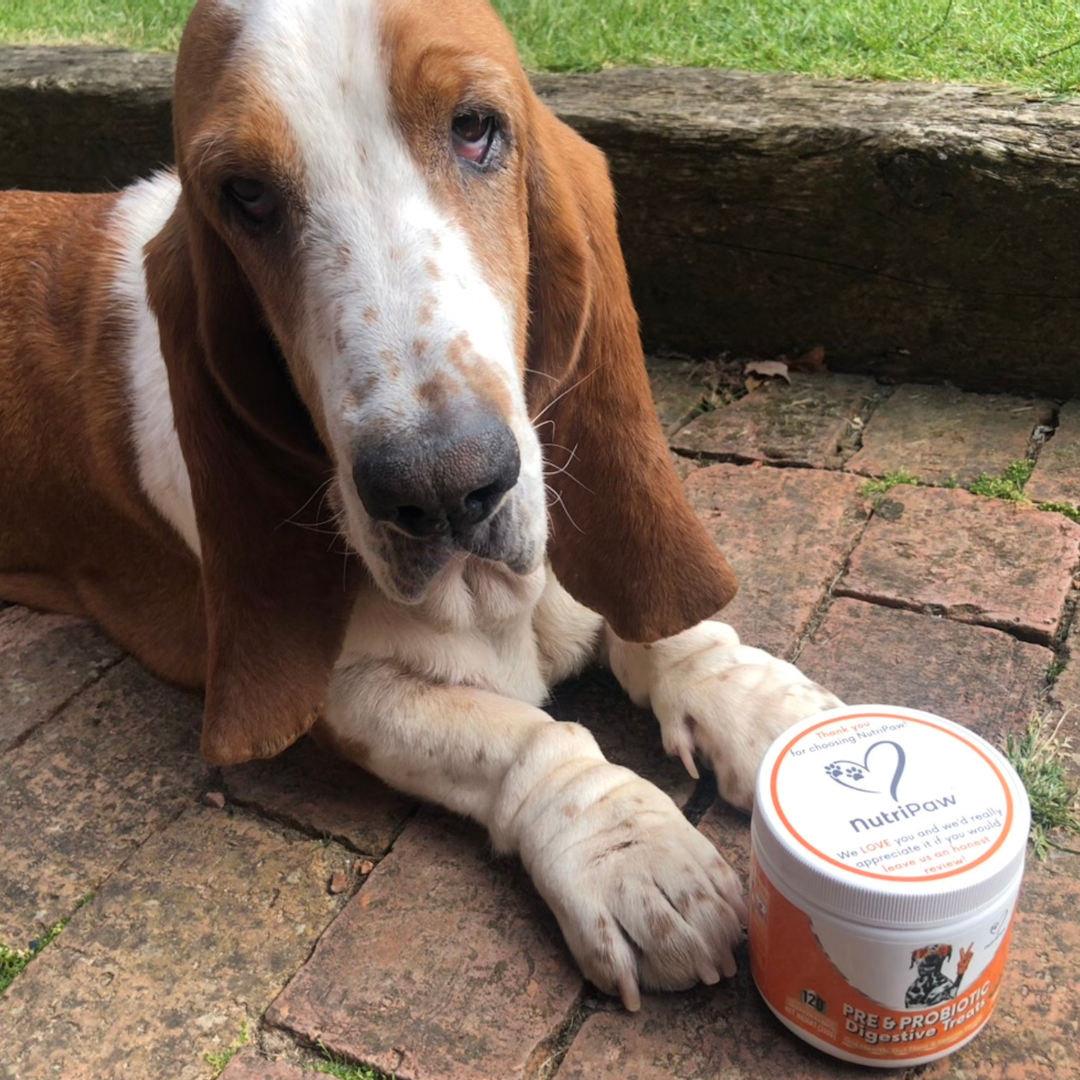 Healthy Dog 24/7 Facebook ad