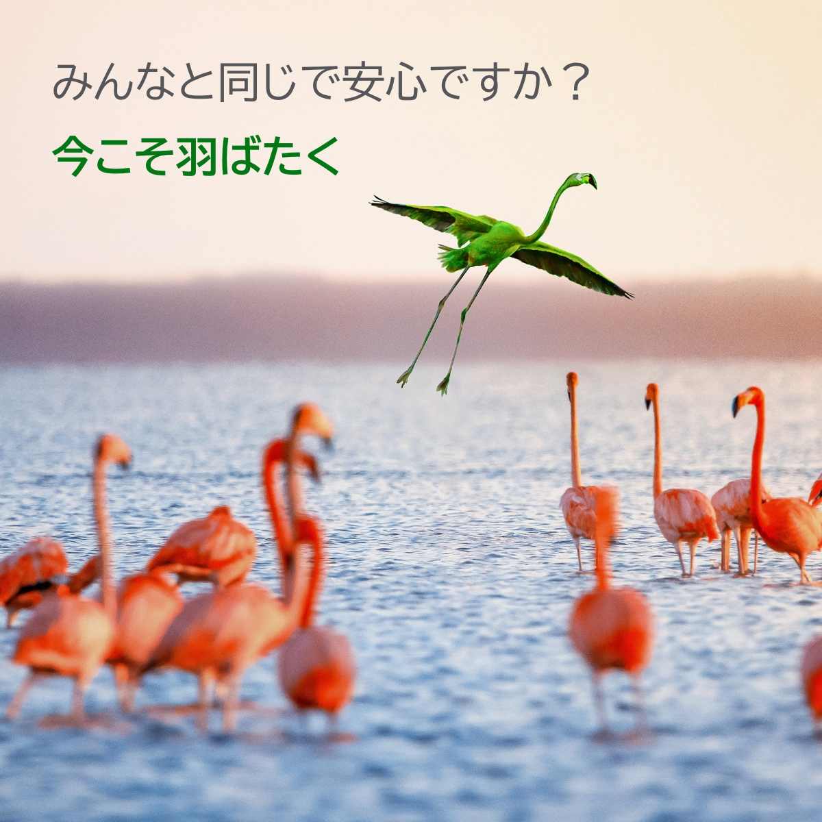 Qlik Facebook ad