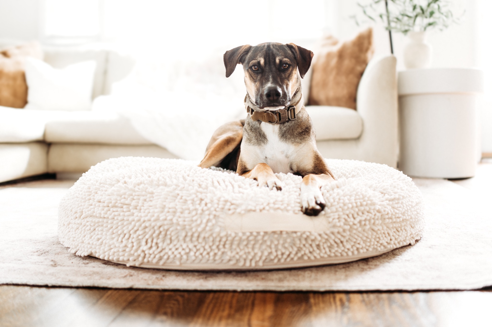 Bluewater Dog Facebook ad