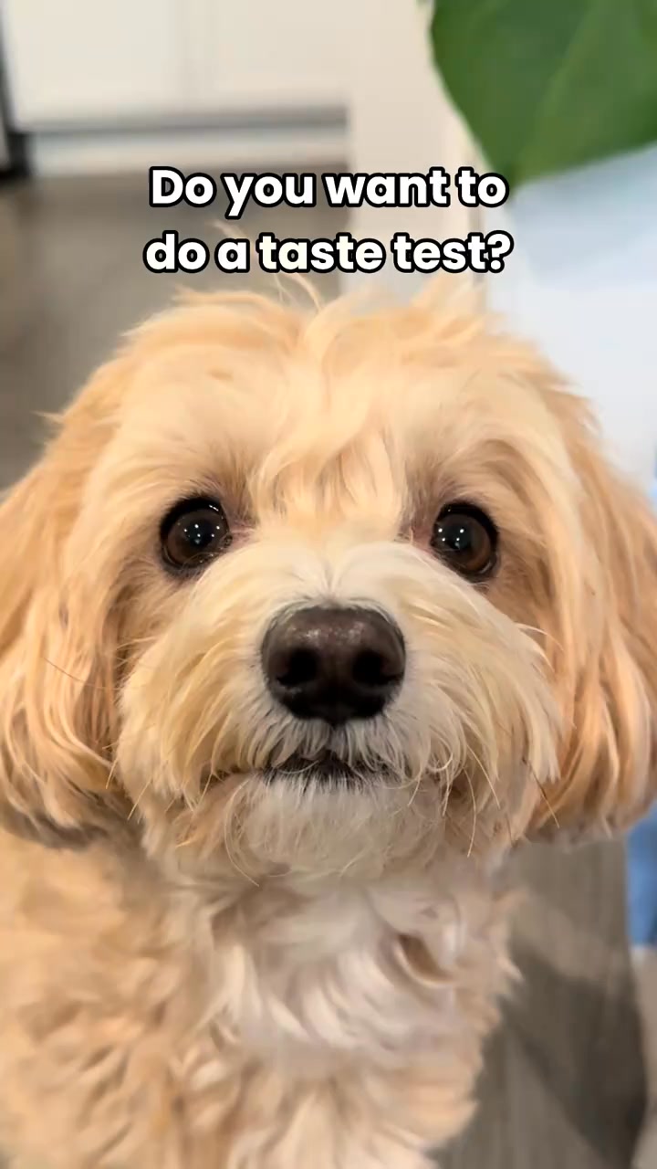 olliepopmaltipoo Facebook ad: UnKibble, Try for 50% Off Today