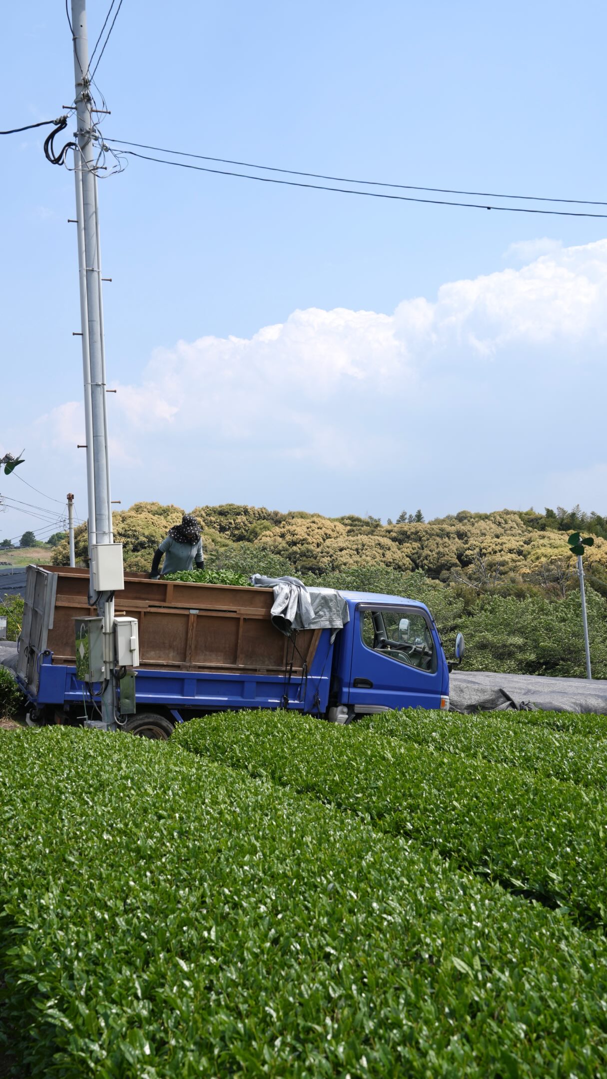 Miyako Co., Ltd. Facebook ad: MIYAKO MATCHA exports carefully selected matcha from all…