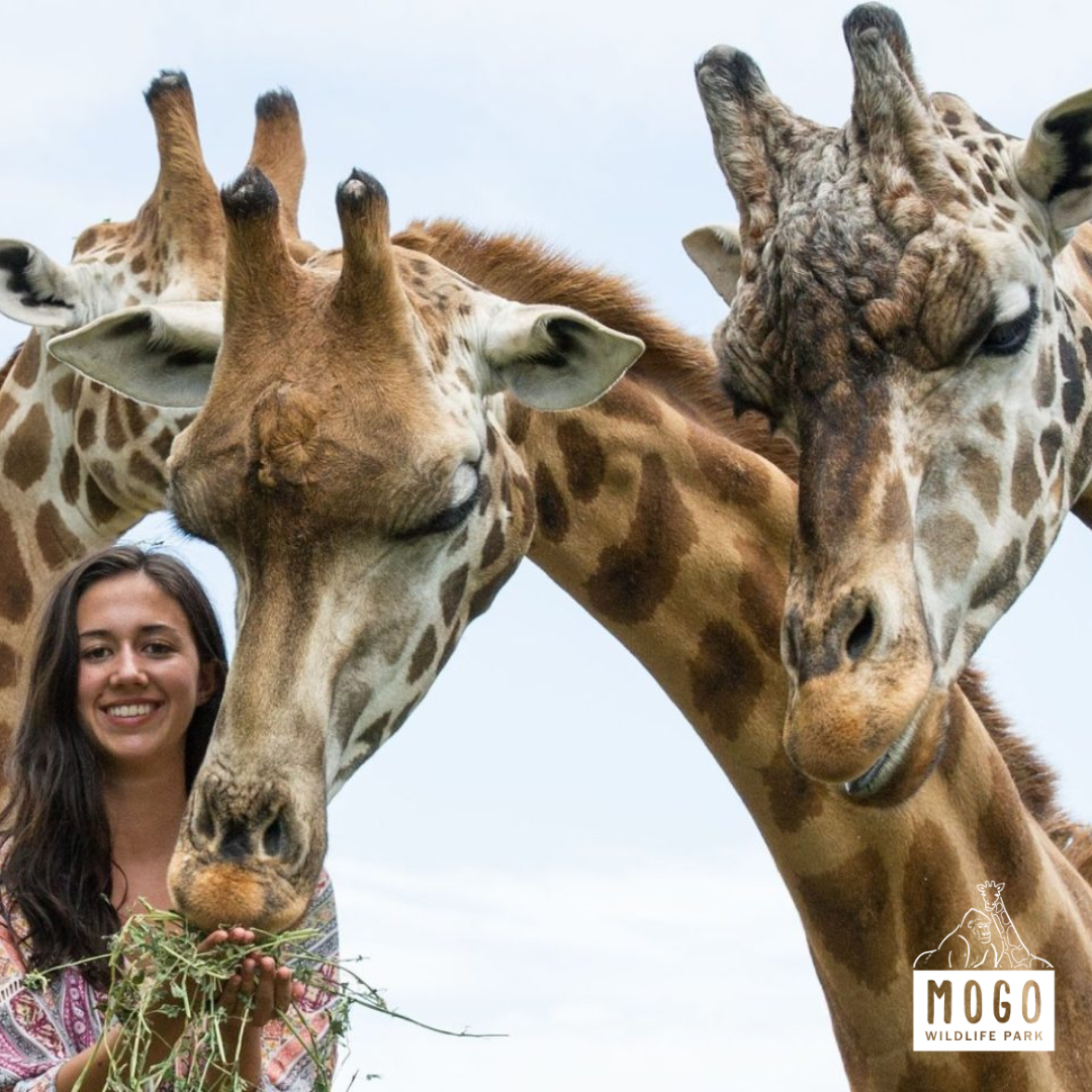 Mogo Wildlife Park Facebook ad