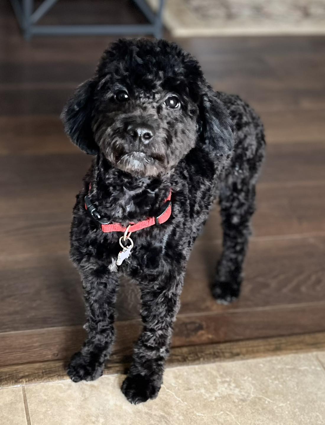 Grooming Dogs & Cats Facebook ad: Mobile Pet Grooming Services Now Available!
