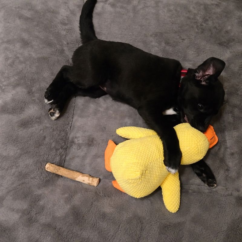Olivia’s Dog Diary Facebook ad: Read if you've tried to fix your dog's separation anxiety…