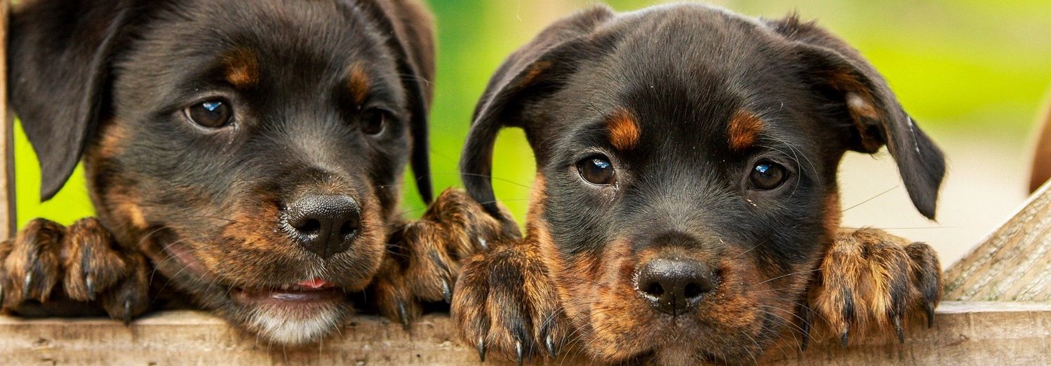 4pfoten-urlaub Facebook ad: LAST MINUTE ANGEBOTE Hundeurlaub - 4Pfoten-Urlaub