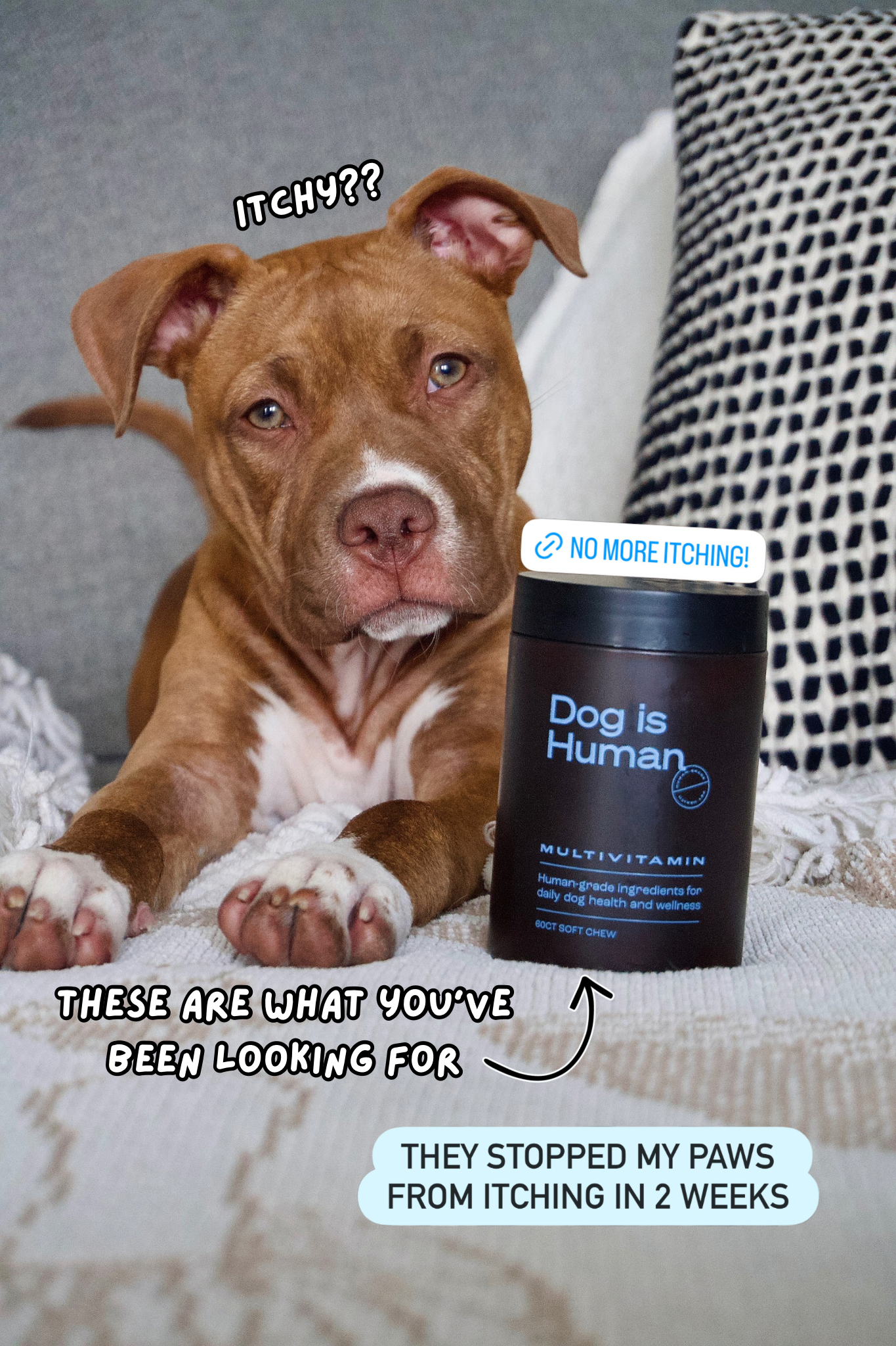 Dog is Human Facebook ad