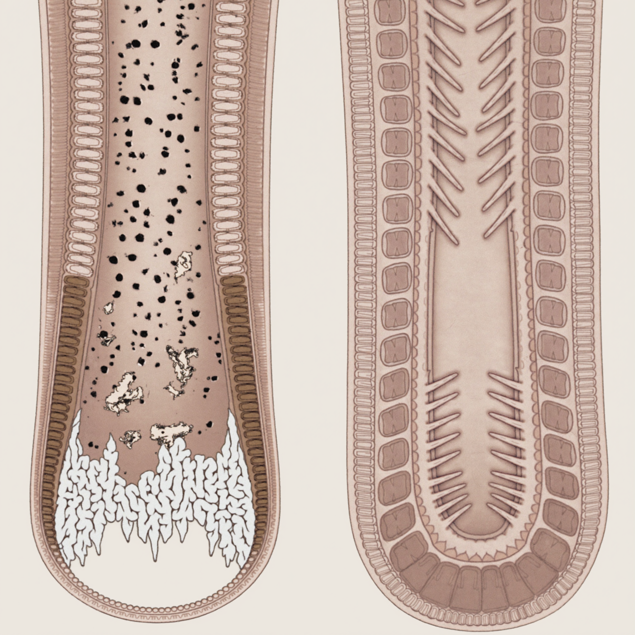 Rachel Harmon Facebook ad: The Tendon Nobody Was Fixing