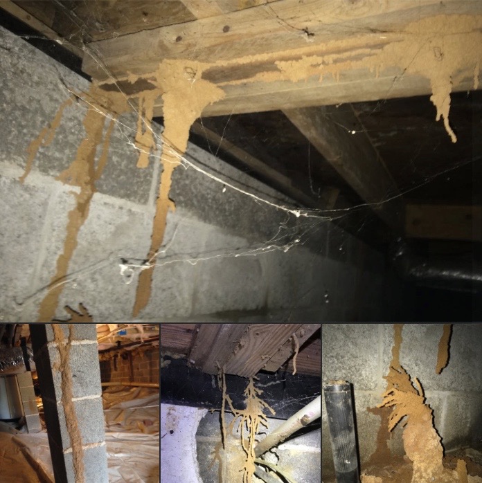 Lookout Pest Marietta Facebook ad: Pest Control Company | Licensed Exterminators