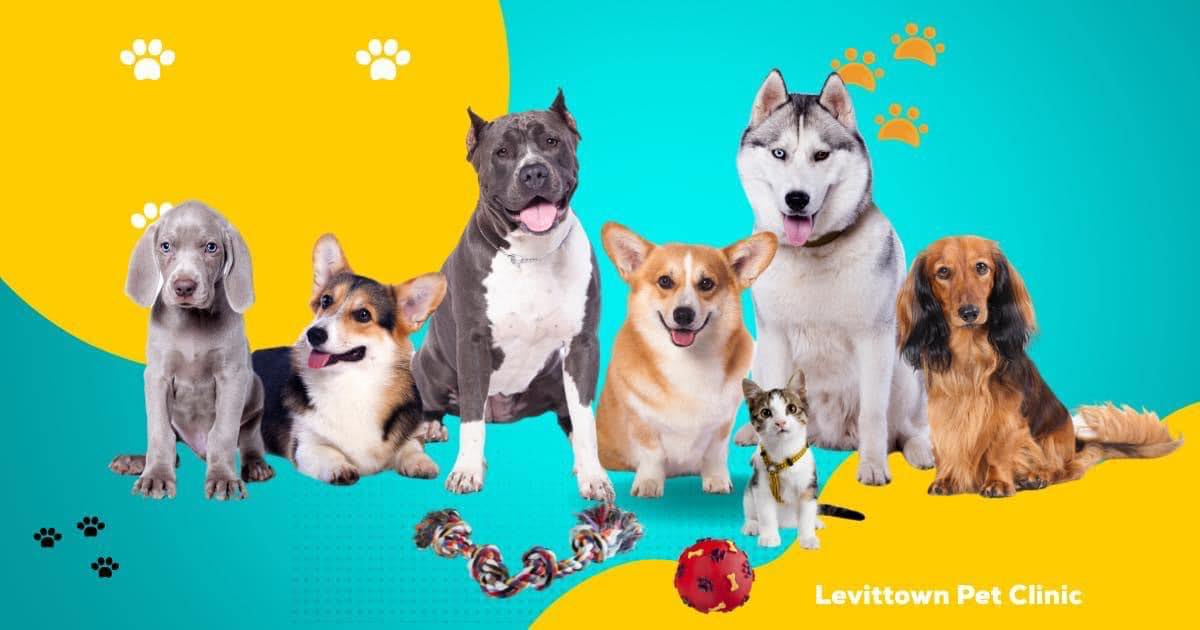 Levittown Pet Clinic Facebook ad
