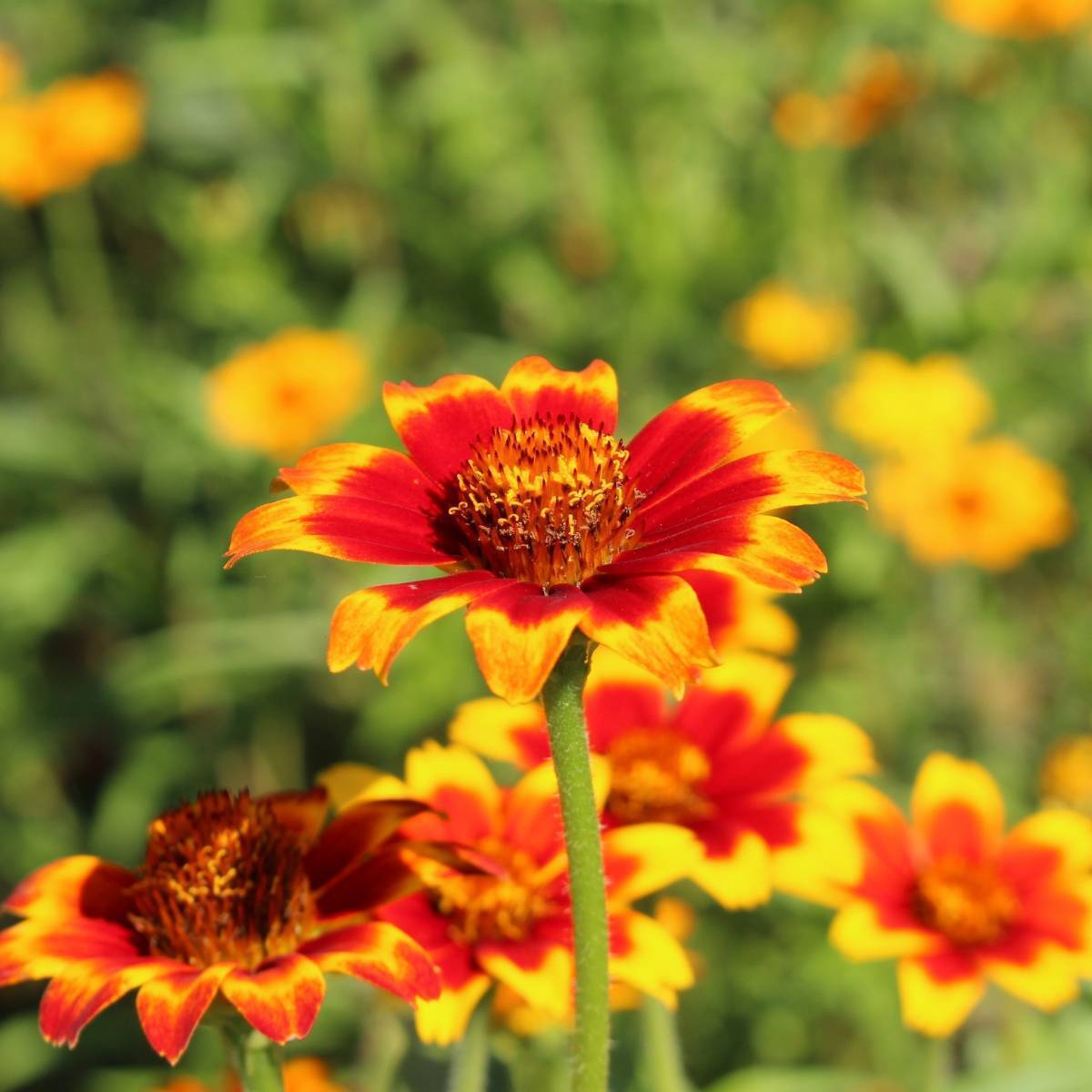 The Seed Collection Pty Ltd Facebook ad