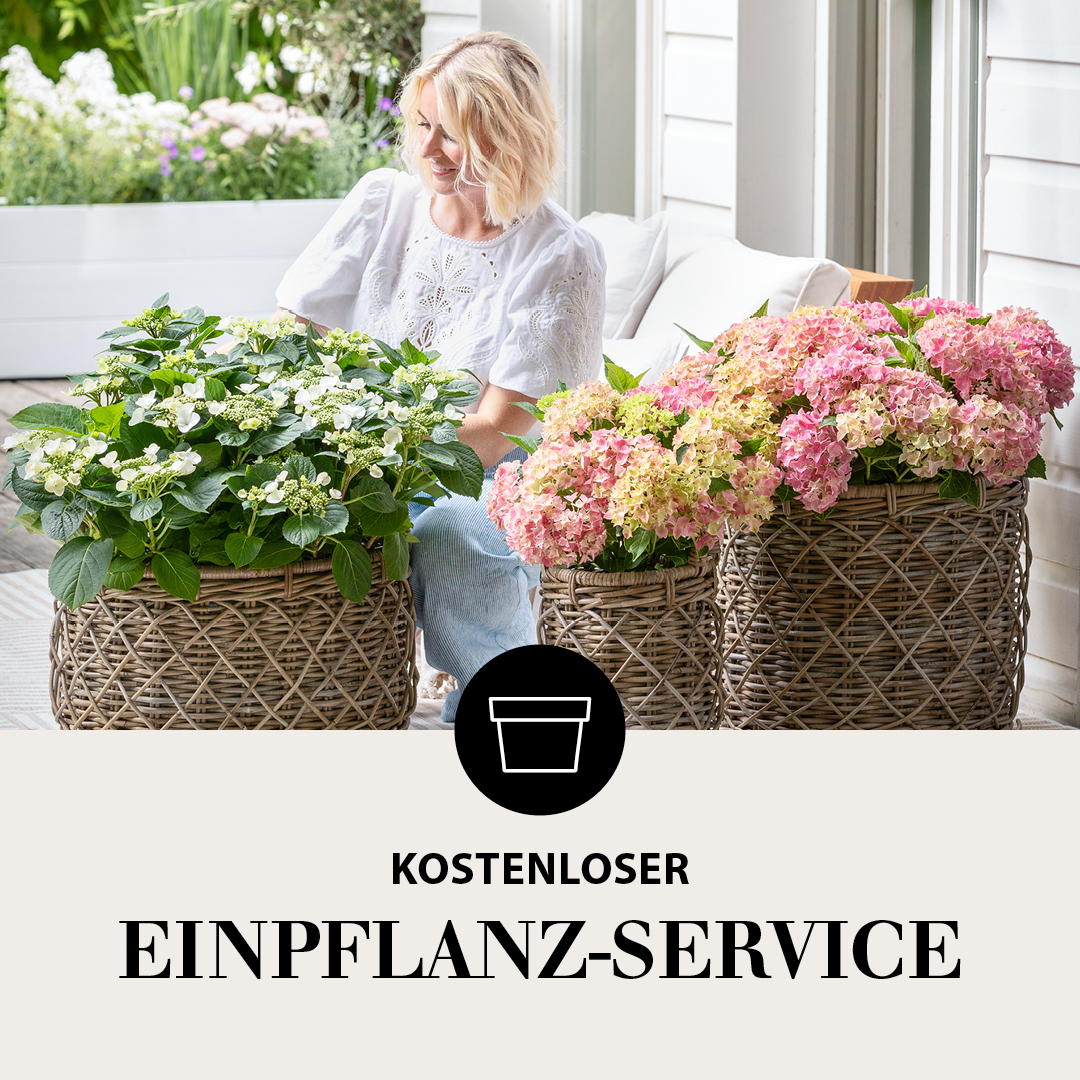 Dehner Facebook ad