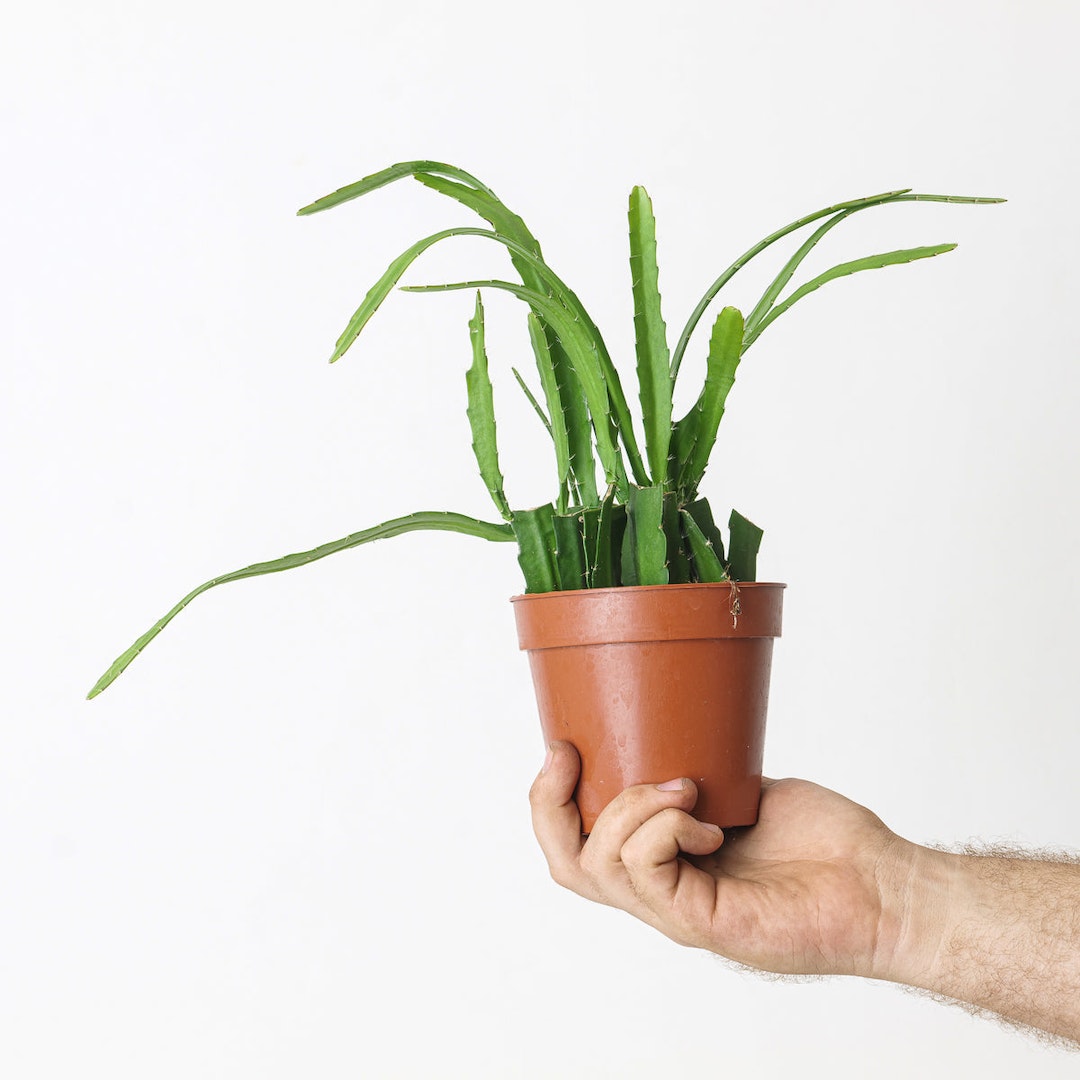 GrowTropicals Facebook ad: Free Delivery Over £60