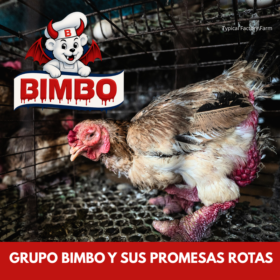 International Council for Animal Welfare Facebook ad: Grupo Bimbo rompe sus promesas.